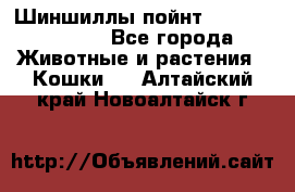 Шиншиллы пойнт ns1133,ny1133. - Все города Животные и растения » Кошки   . Алтайский край,Новоалтайск г.